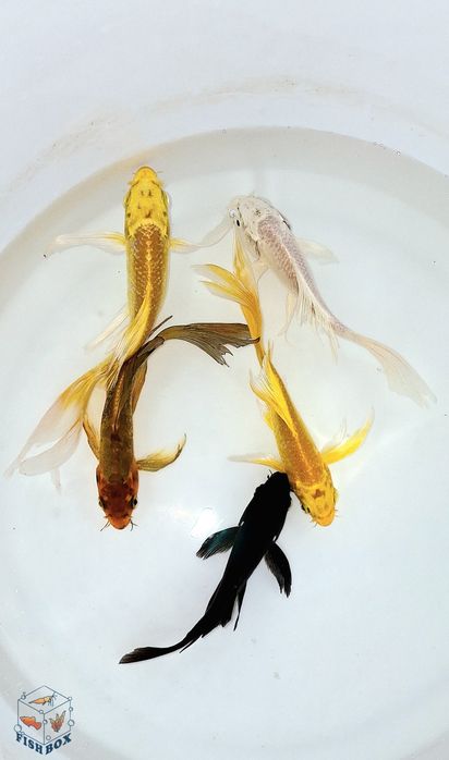 Karp butterfly koi ryby do oczka wodnego stawu
