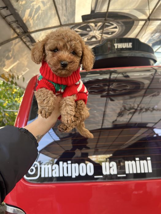 Мальтіпу міні хлопчик