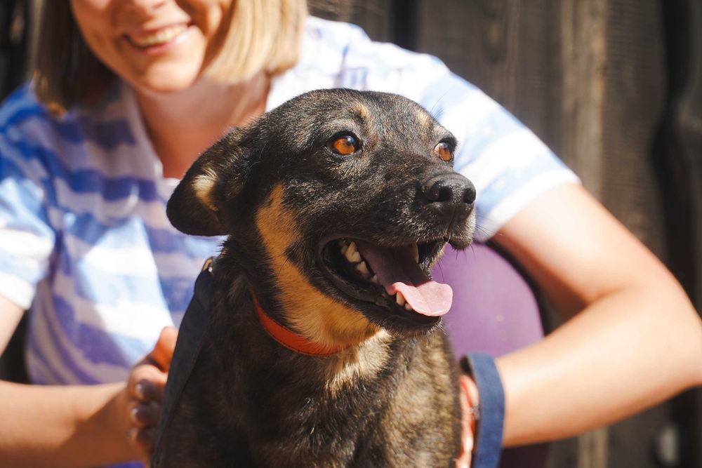 Kefir - niewielki piesek