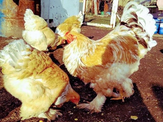 Інкубаційне яйце та курчата.Брама: біле золото, колумб. золото,лимонна