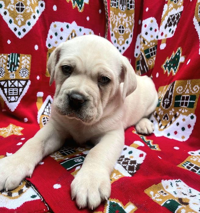 Цуценята Кане Корсо