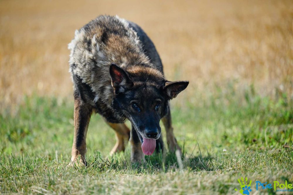 Kleosia - kochana suczka w typie owczarka niemieckiego SCHRONISKO