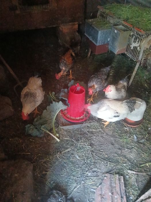 Frangos caseiros para venda