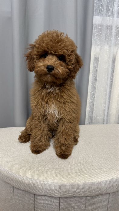 Супер мала мальтипу ф2