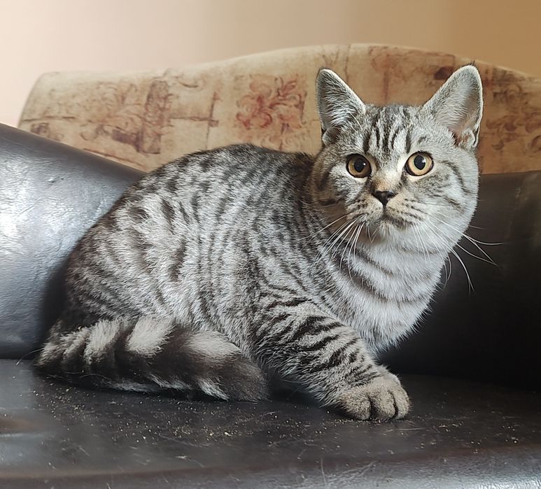 kot  szkocki , srebrny pręgowany