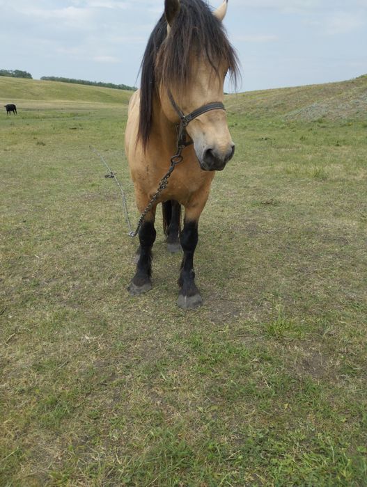 Продам молодого жеребця
