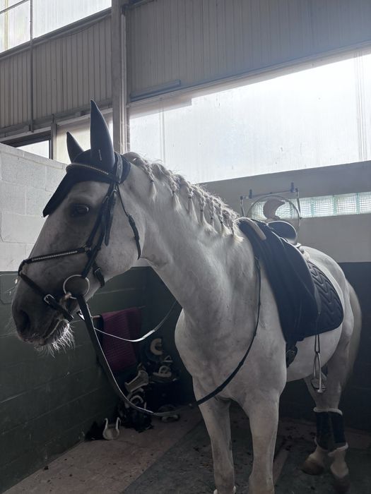 Vendo cavalo russo
