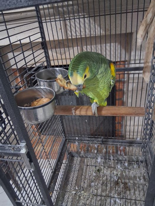 Papagaio amazonas e gaiola