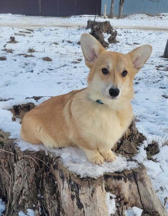 Подрощенная сука вельш корги пемброк.