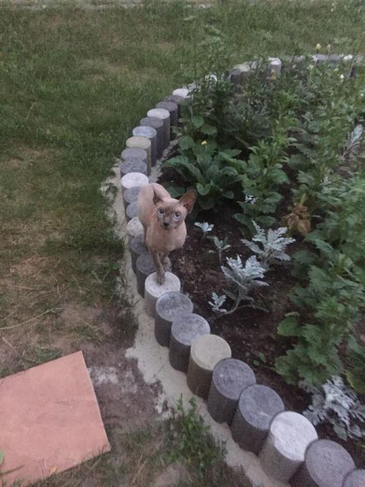 Голубоглазый сфинкс для вязки