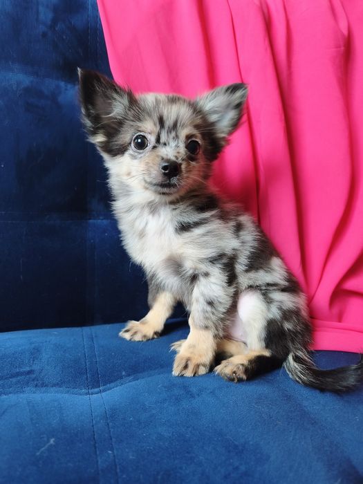 КУКОЛЬНАЯ мини чихуашечка!!!