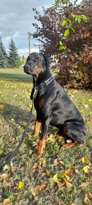 Вязка добермана .