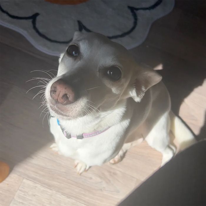 Собачка на перетримку тимчасово