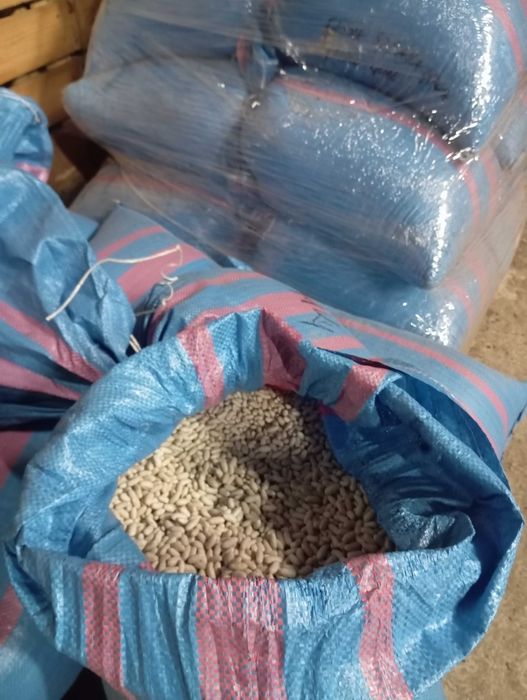 Fasola Szparagowa Golden Goal i Fruidor .Wysyłka.