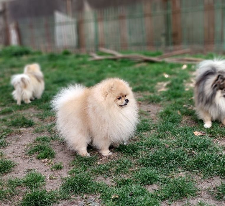 Вязка шпіц кремовий