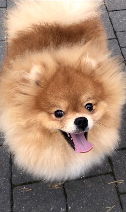 Померанський шпіц. КСУ.