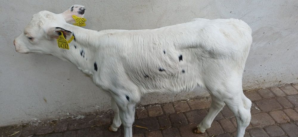 Sprzedam 2 jałoweczki na mleko