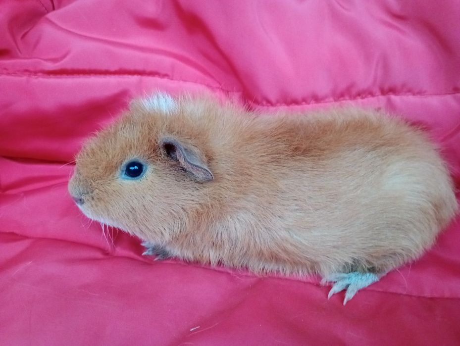Świnki morskie. Samiec US Teddy.