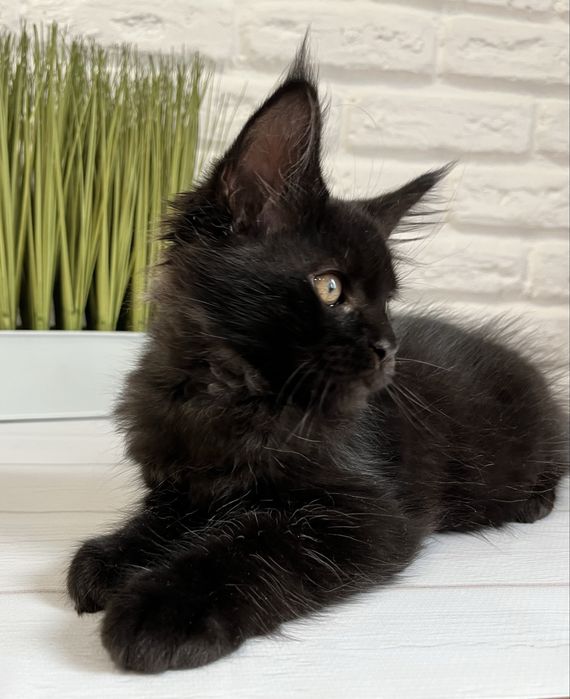Кошеня Мейн кун хлопчик
