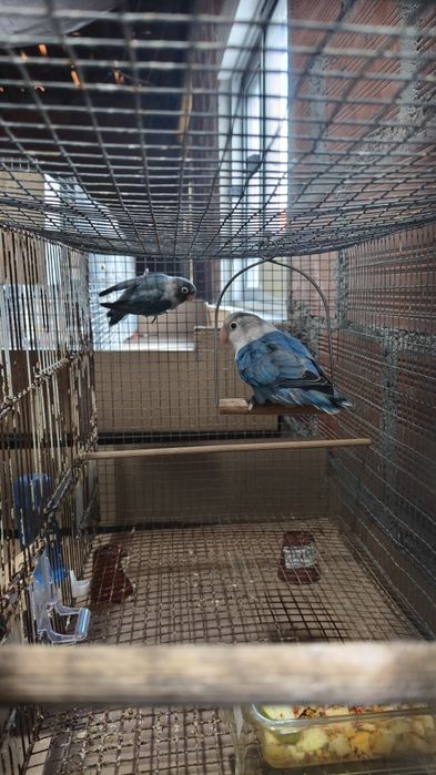 Agapornis para voar