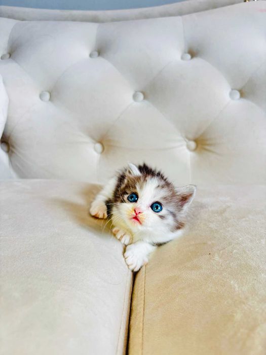 Munchkin/Minuet krótkie łapki niesamowity kolor niebieskie oczka TICA!!!