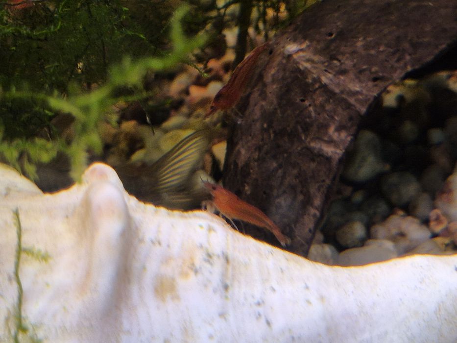 krewetki Bloody Mary