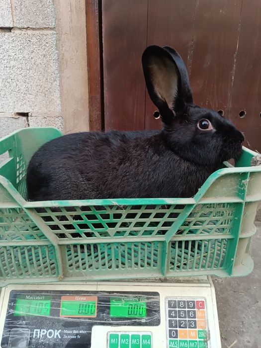 продам двох кроличок