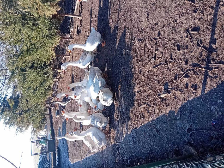 Gęsi Chołmogory 2025