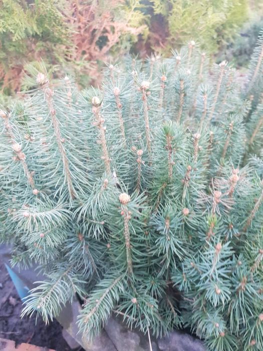 Сосна Гималайская  Сосна Черная сосна Пандеросса