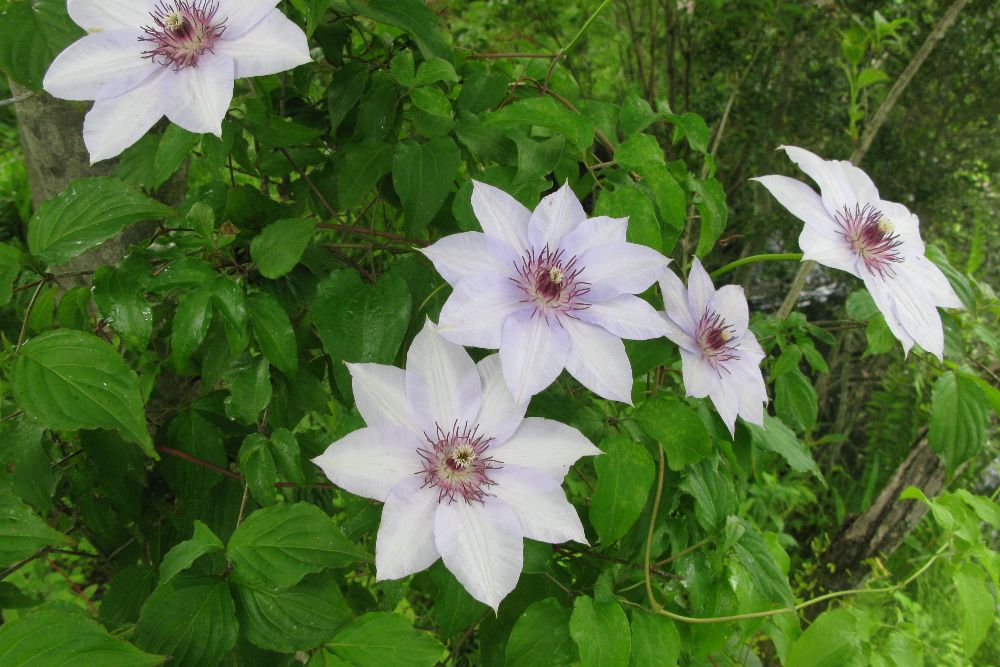 Clematis, powojnik, clematisy -różne kolory,niebieski, biały..