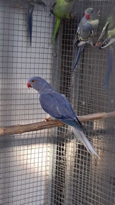 Ring necks machos e femeas varias mutações