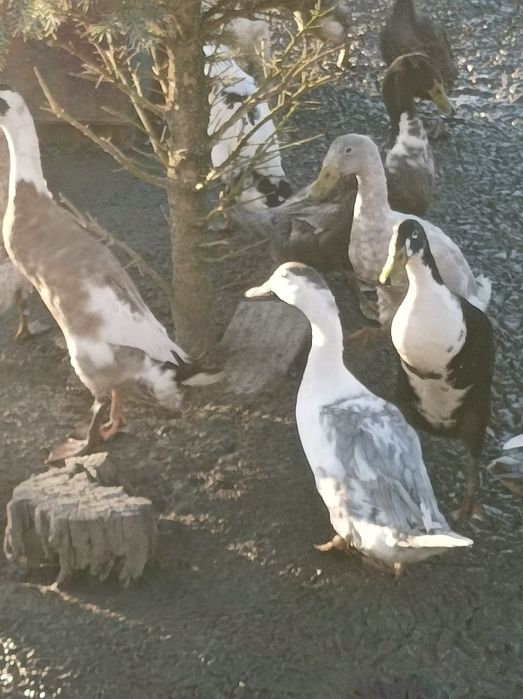 Kaczki staropolskie biegusy piżmowe