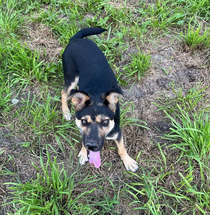 Andżelina - urocza roczna sunia