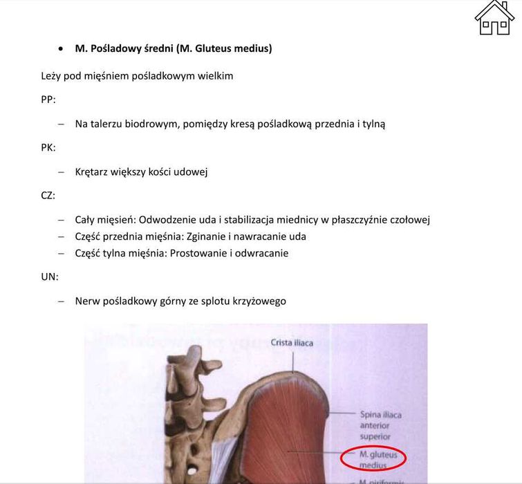 Notatki z anatomii, układ mięśniowy