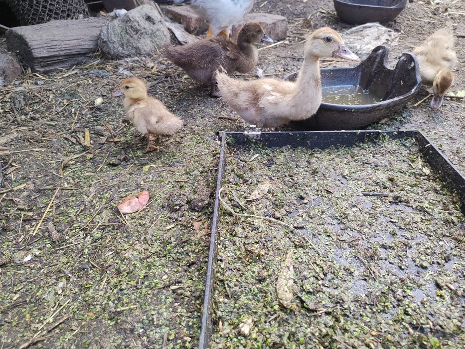 Качки шипуни індокачки мускусні