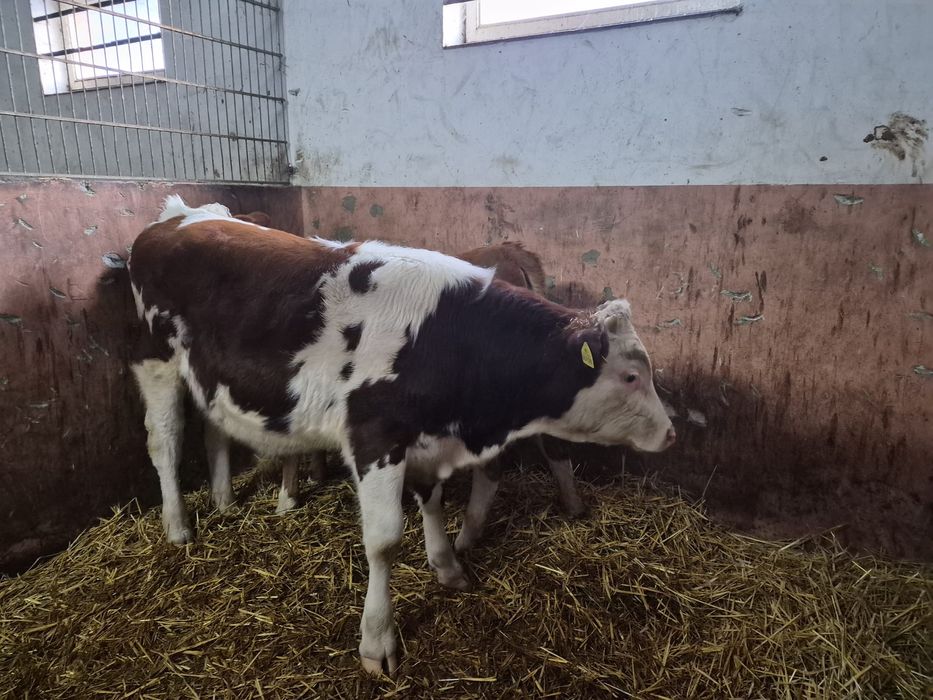 Byczek i jałówka simental