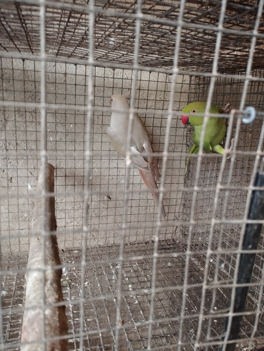 Ring nek a cabeça de ameixa