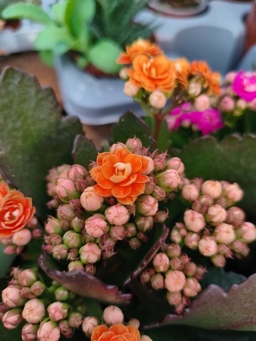 Kalanchoe com Flor Dobrada (Kalanchoe Calandiva) - planta em vaso