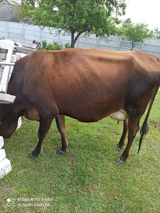 Прода корівку джесіку