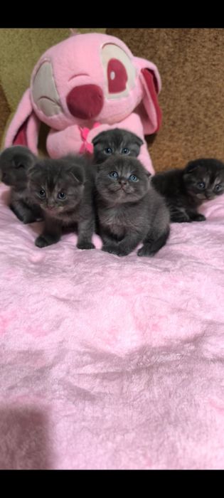 Британські котенята кошенята