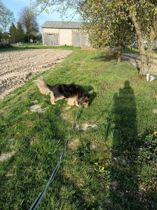 Do oddania pies owczarek niemiecki x husky