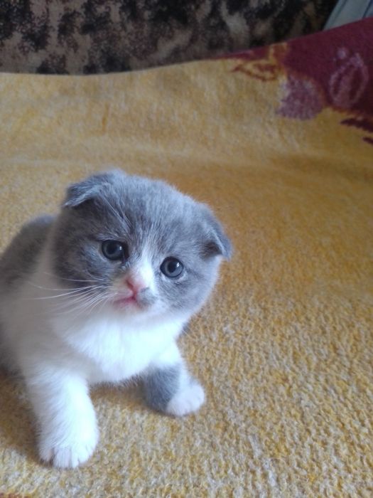 Шотландские котята