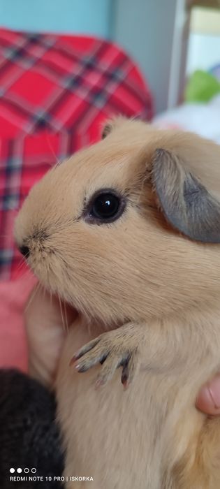 Дівчинка Каліфорнія крем/баф морсвинка