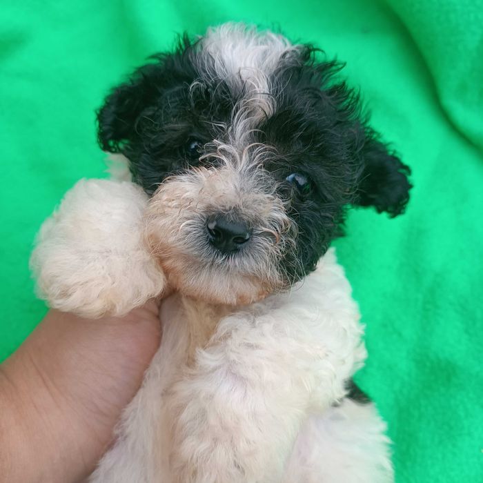 Щенок той пудель  в окрасе Арлекин