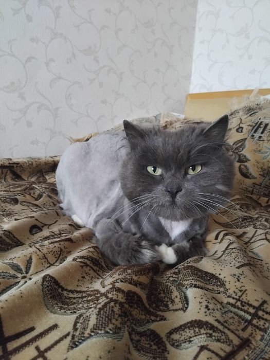 Відаємо котика безплатно