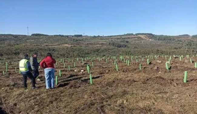 Agricultura Tubo microperfurado de 50cm para plantação de oliveiras
