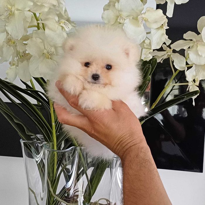 Spitz Alemão Anão e/ou Lulu da Pomerânia  FEMEA   com  LOP e AFIXO