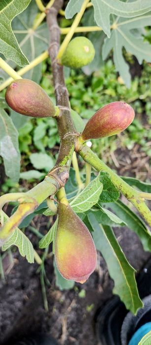 Інжир, живці, черенки, чубуки. Брунсвік, Конадрія та інші сорти