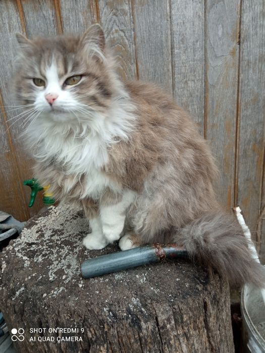 Анфіса безкоштовно