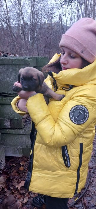 Цуценя 1міс віддамо